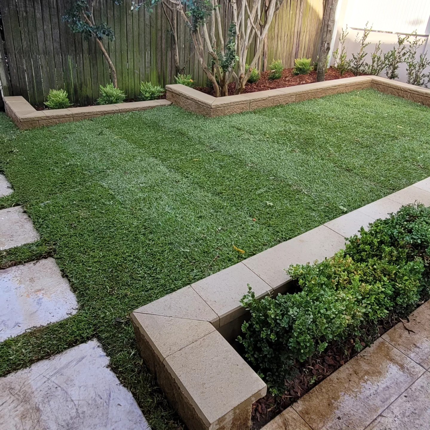 Modern Sydney backyard featuring freshly laid lawn, raised garden beds, shrubs and stepping stone pathway.