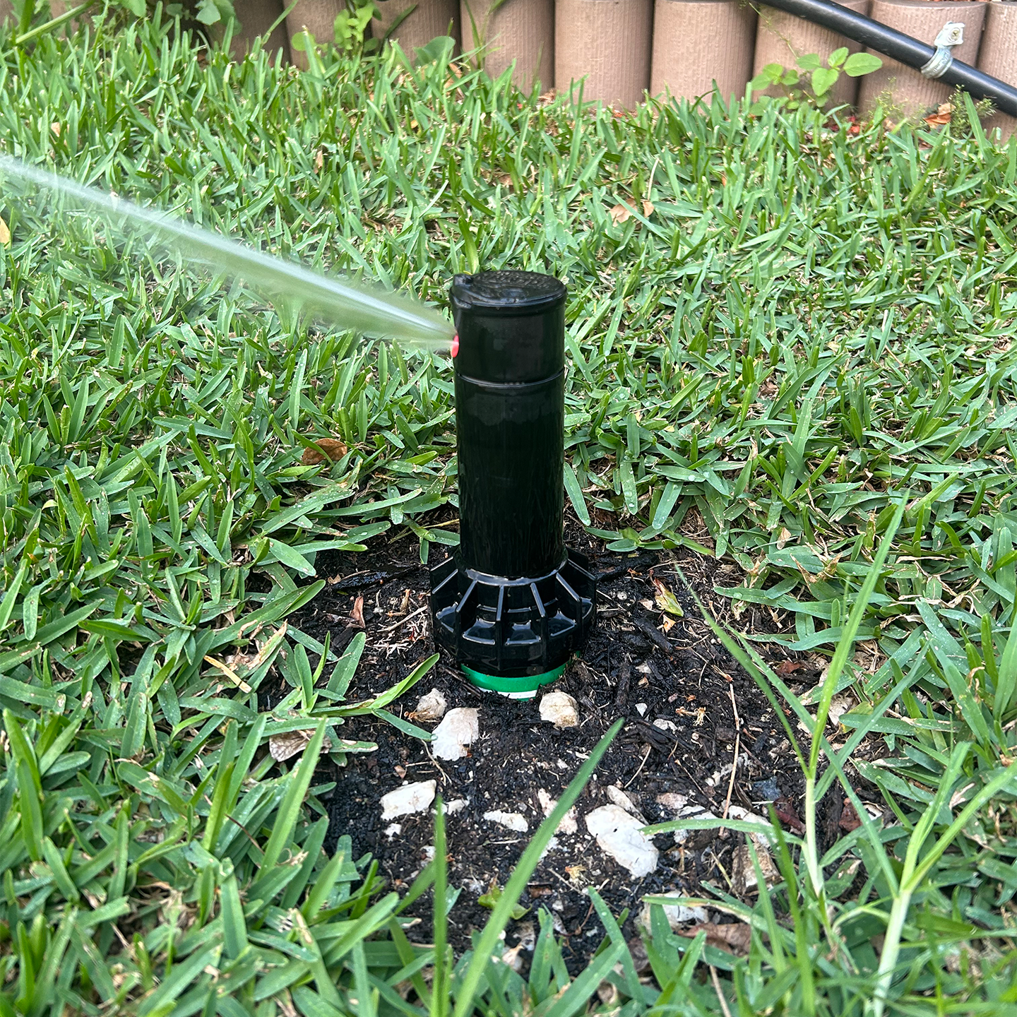 Sydney lawn irrigation system showing a pop‑up sprinkler head installed with proper edging, tubing and water distribution setup.
